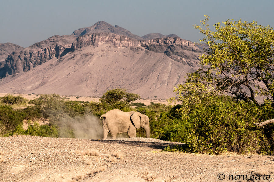 Elefante del deserto