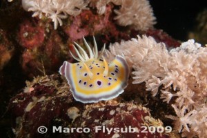foto pesce sott'acqua marco Flysub