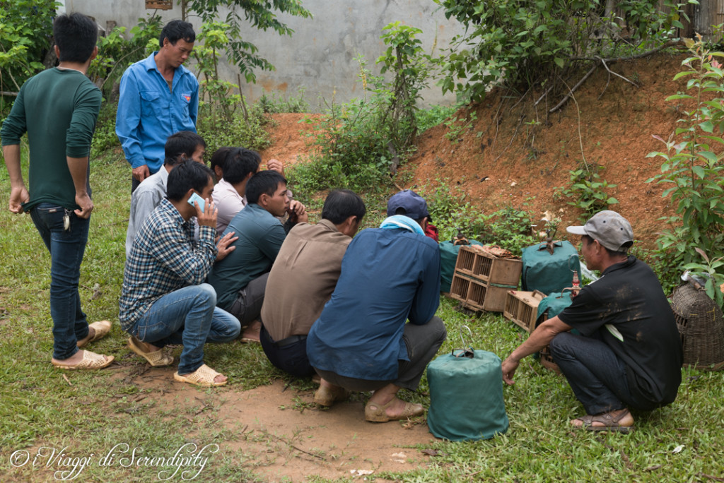 Coc Ly contrattazione uccelli