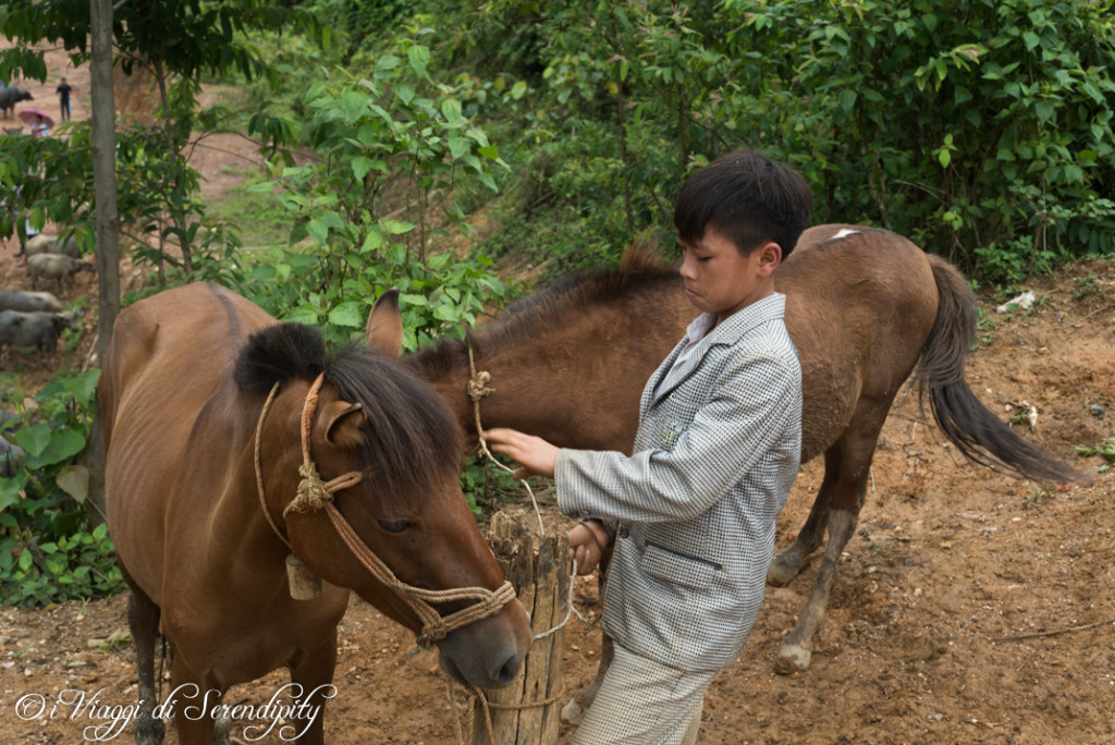 Coc Ly ragazzo dei cavalli