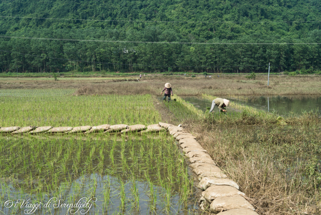 Campi coltivati a risaia - Isola di Cat Ba