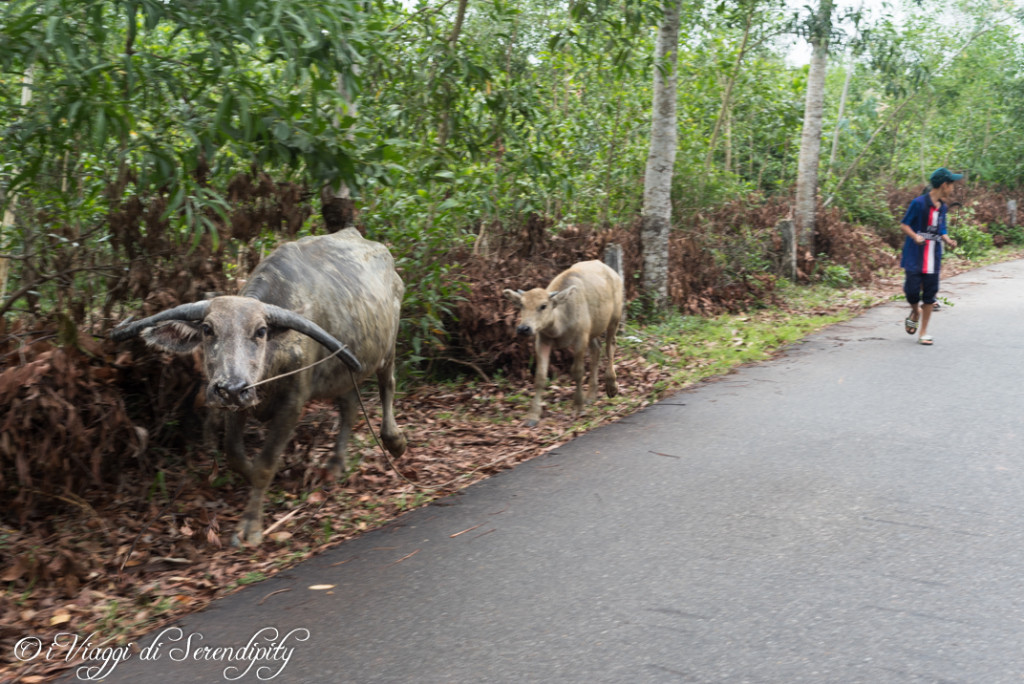 My SOn lungo la strada due bufali e un ragazzo My Son