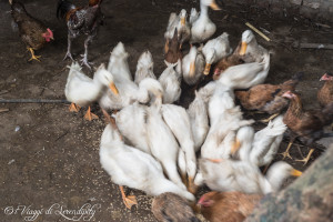 oche - vietnam - An Lac