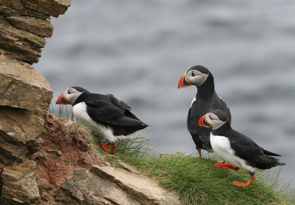 Puffin Traveldreams 2016