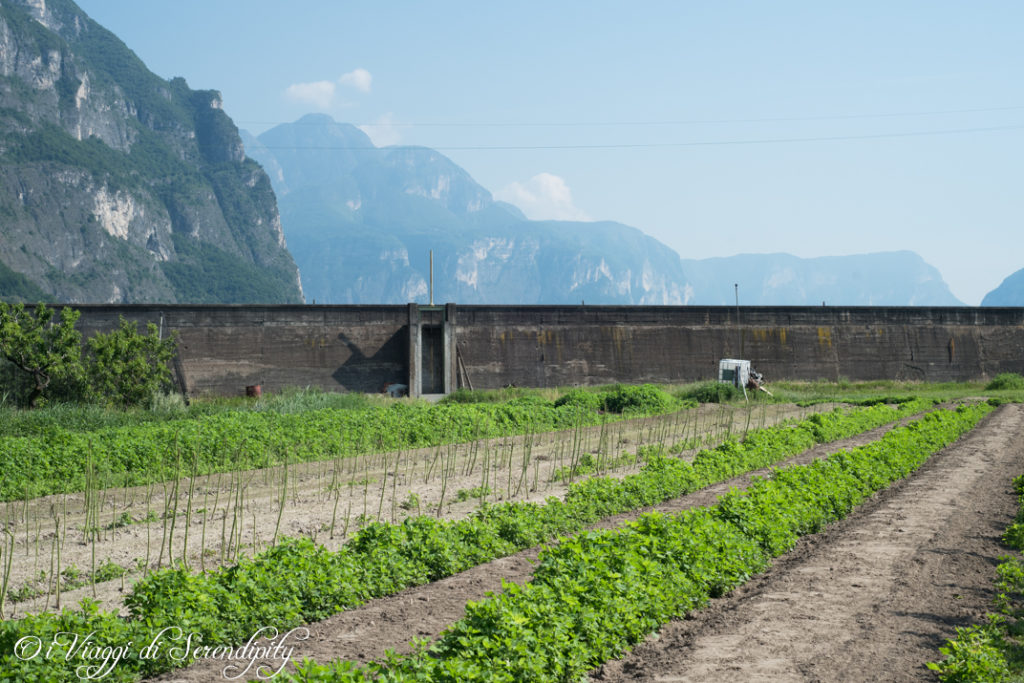 Campi coltivati Asparagi bianchi