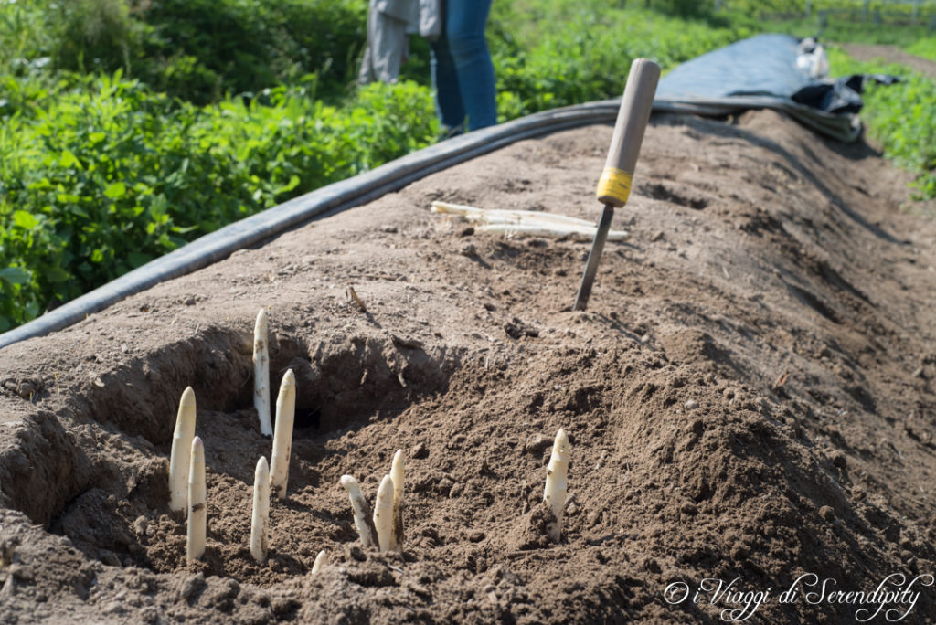 tutti #fuori Zambana Asparagi bianchi